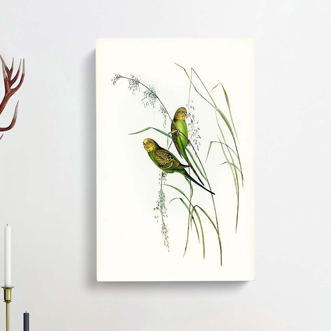 Warbling Grass-Parakeets by Elizabeth Gould - Wrapped Canvas