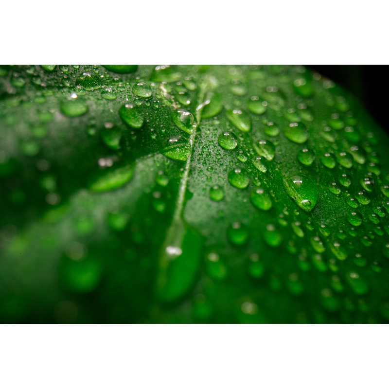 Water Drops On Leaf by LukaTDB - Wrapped Canvas Print, 30cm H x 46cm W x 3.8cm D