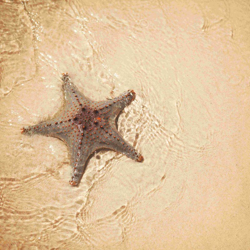 Étoile de mer tropicale - photographie, H 12 po x l 12 po, Non, Toile tendue