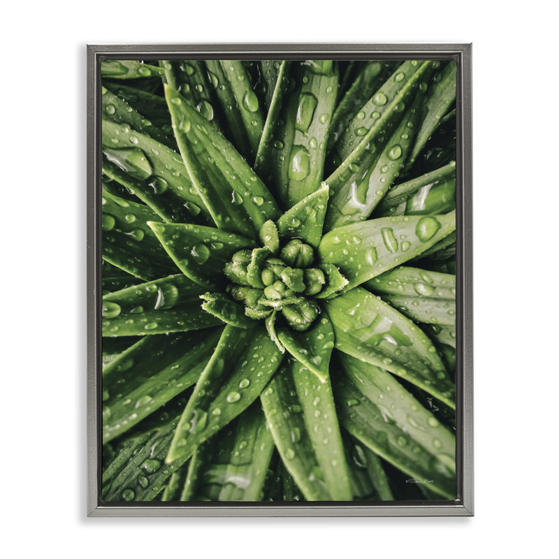 Succulent in Rain Gold Framed Floater Canvas Wall Art by Susan Ball, Lustre Grey Floater Frame, 21" H x 17" W