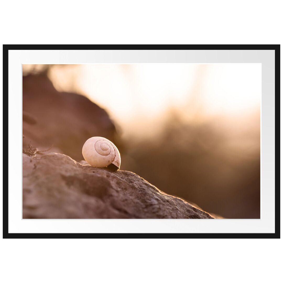 Gerahmtes Poster Kleine Schnecke auf Stein