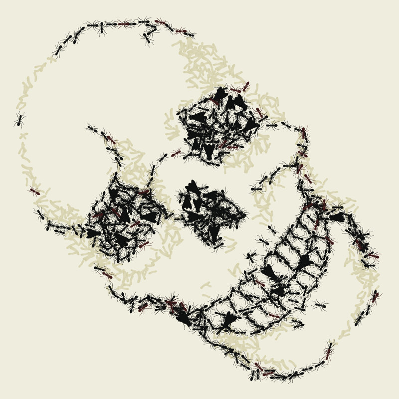 Kimonte Skull - Wrapped Canvas Print, 51cm H x 51cm W x 3.8cm D