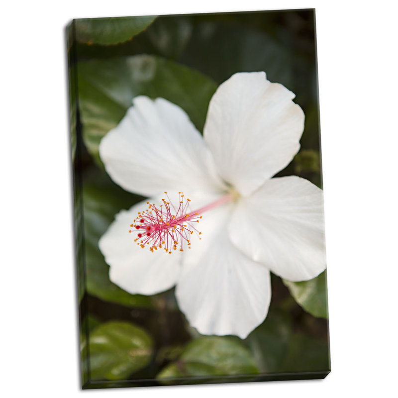 « white hibiscus », reproduction de photo sur toile tendue