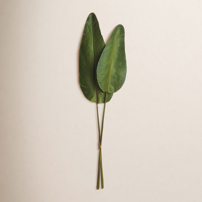 Strelitzia Leaf Stem