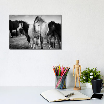 Black And White Horses - Print on Canvas