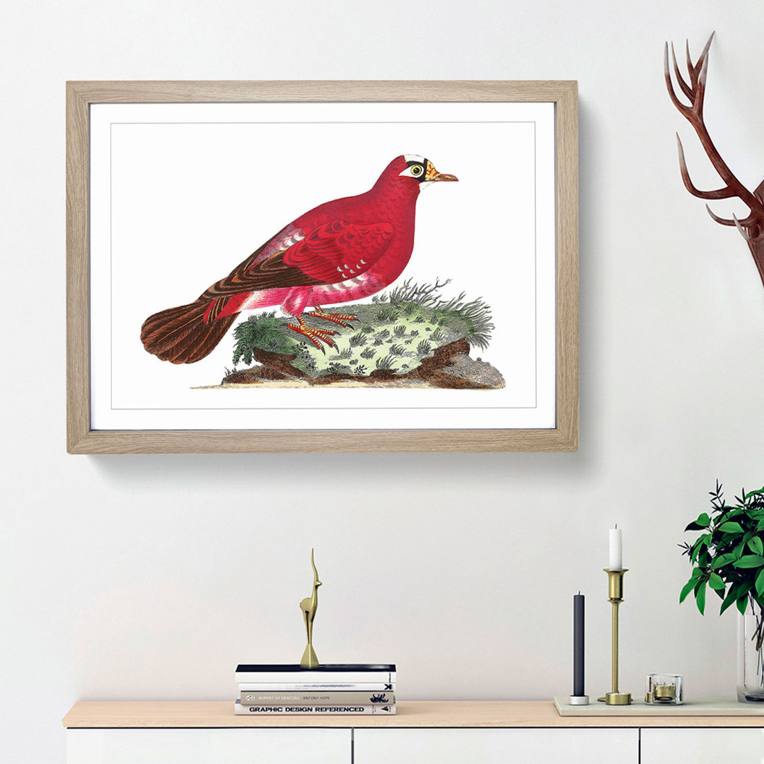 Crimson Pigeon by George Shaw - Framed Print