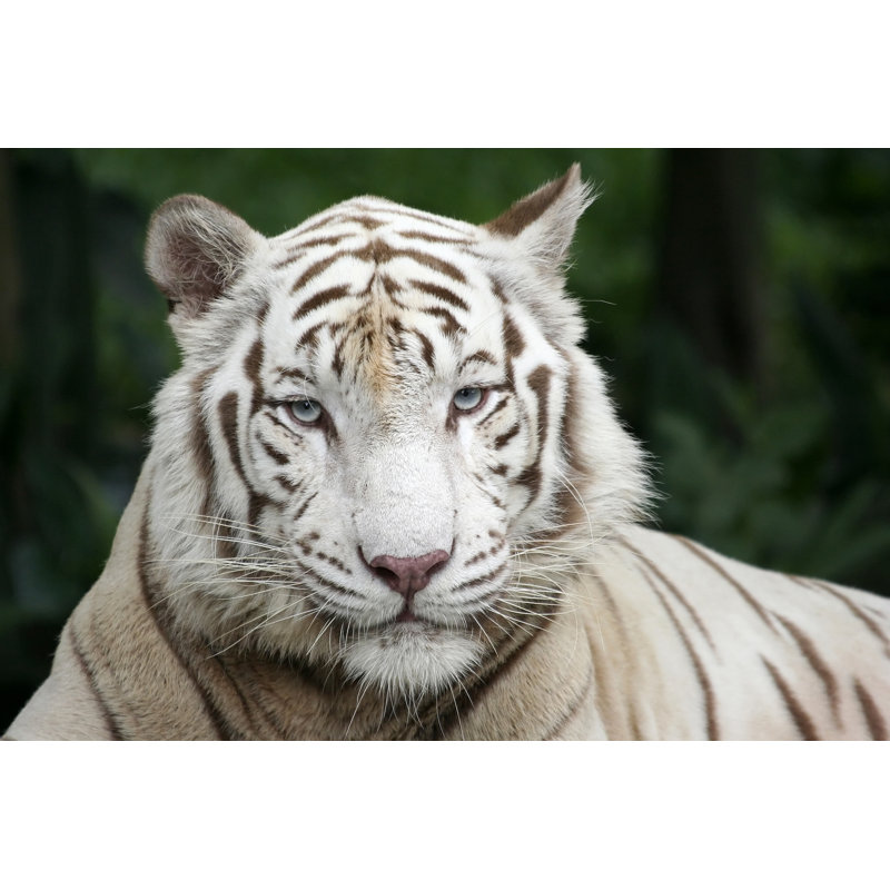 Portrait de tigres blancs par Kokleong, H 24 po x l 36 po