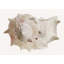 Sea Shell 3 Print by Rita Taverni-1877344224-1830758064