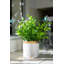 Eucalyptus artificiel 6,5 po en pot
