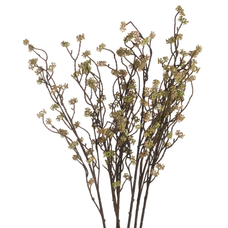 Anastasija Arrangement