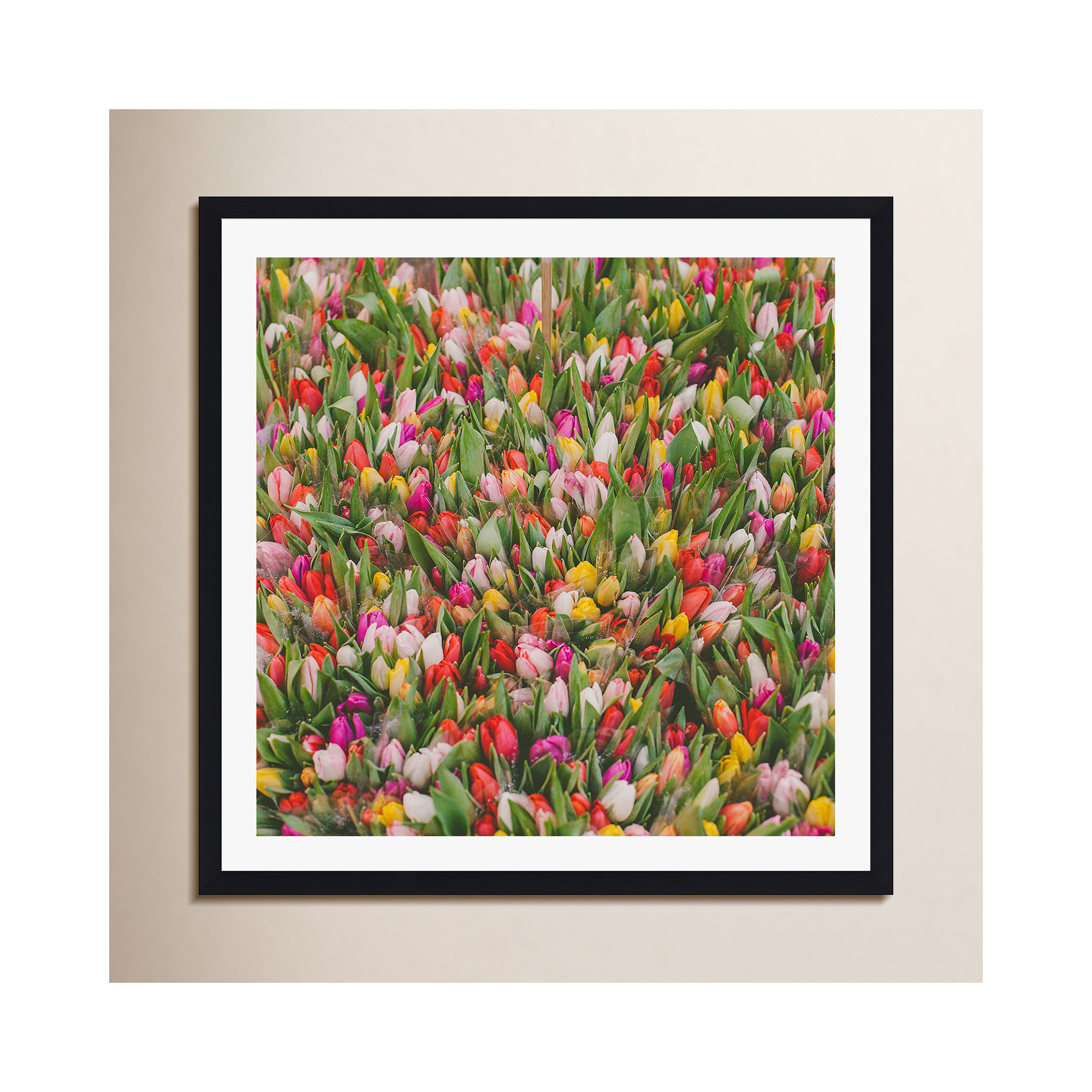 Rainbow Tulips by Hello Twiggs, Black Floater Framed, No, 12" H x 12" W x 2" D