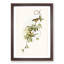 Fuscous Honeyeater Birds by Elizabeth Gould - Framed Print-55579082-55579087