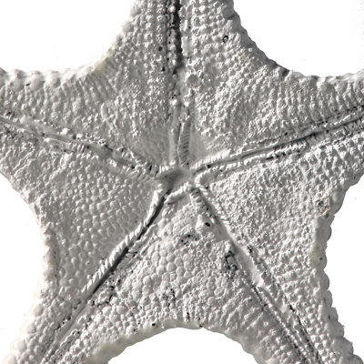 11.5" Resin Amalfi Starfish