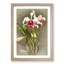 Magnolia Flowers Illustration Tab. 48 by Frederick Sander - Picture Frame Painting Print-55759236-55759237