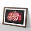 Pink Rose Flower Vol.4 - Picture Frame Graphic Art-62804225-62804227