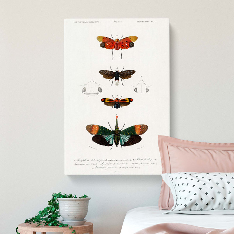 Moth Illustrations PL. 5 by Charles D' Orbigny - Wrapped Canvas Painting, 76cm H x 50cm W x 3cm D