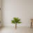Agave Silk Plant