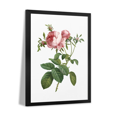 Botanical Beauty IV - Wall Art Print - Gallery Poster
