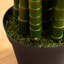 Plante-1929067215