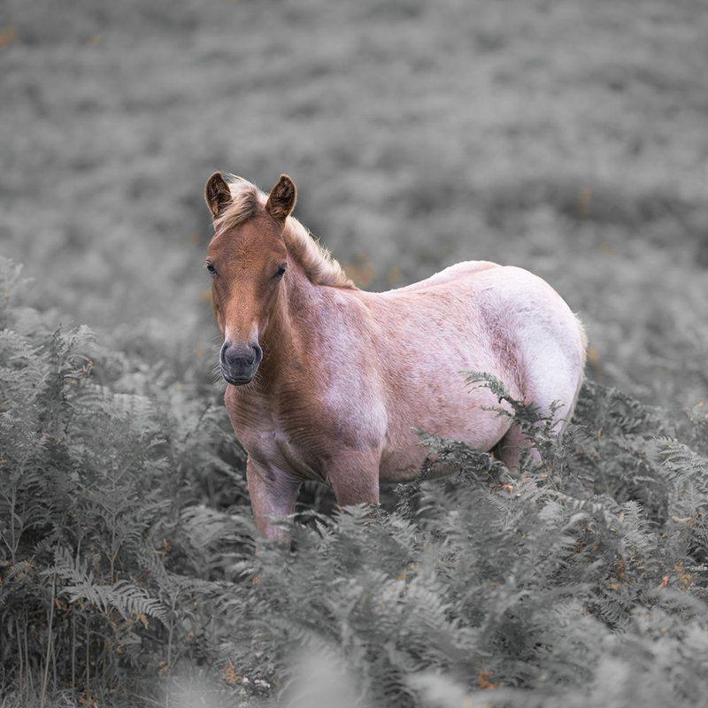Latitude Latitude, Frank, Assaf, art sur toile tendue, Wild Horses-New Forest, H 36 po x l 36 po