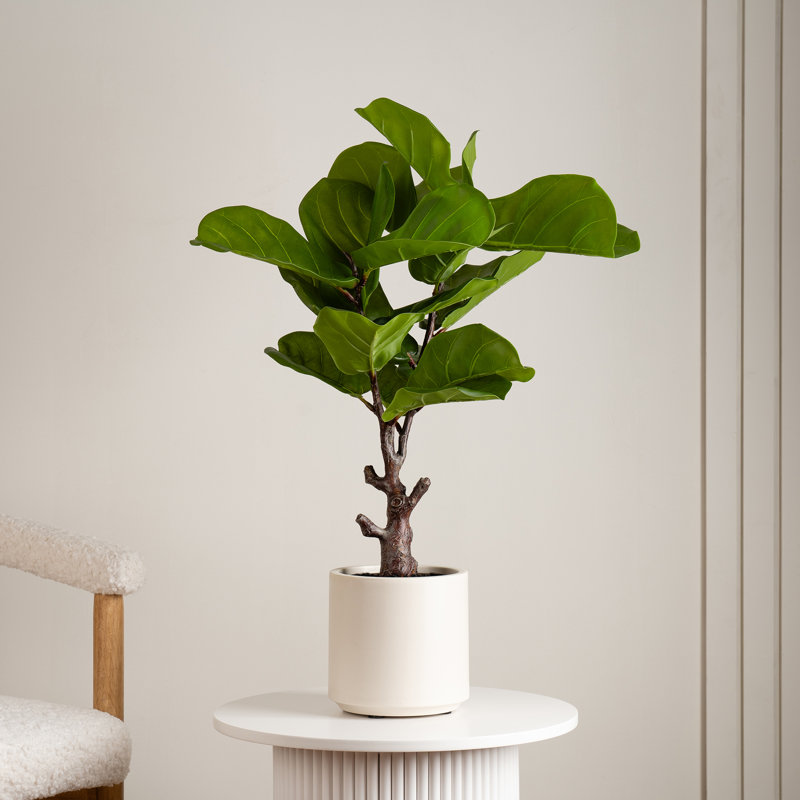 75cm Faux Real Touch Fiddleleaf Fig Tree in Chunky White Pot