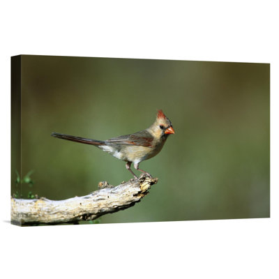 " Northern Cardinal Female Perching "