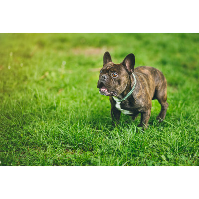 Shocked French Bulldog by Pekic