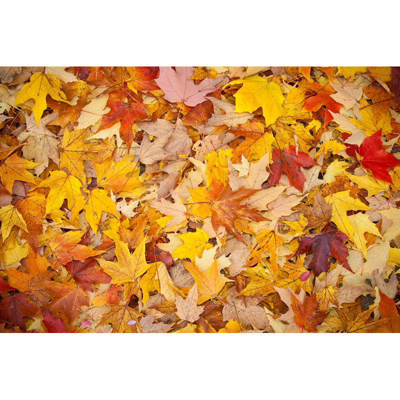 Fall Leaves by Roundhill - Wrapped Canvas Print, 81cm H x 122cm W x 3.8cm D