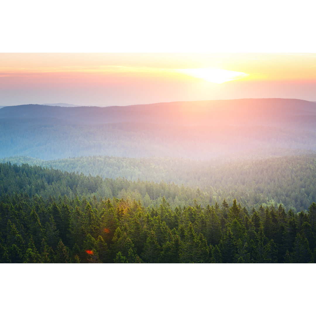 Kiefernwald bei Sonnenaufgang von Borchee - Leinwandbild