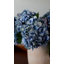 Hortensia vert Real Touch 28,5 po-91319607-91319603