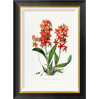 " Star Orchid " by John Lindley