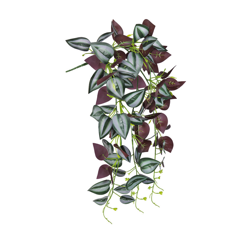 Plante suspendue 27 po Tradescantia Spiderwort