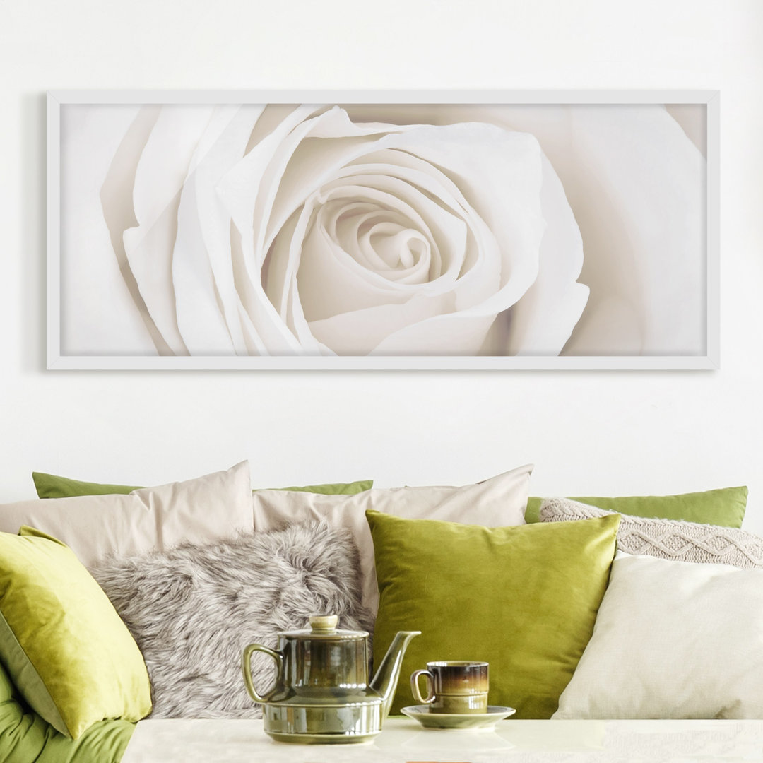 Gerahmtes Poster Pretty White Rose