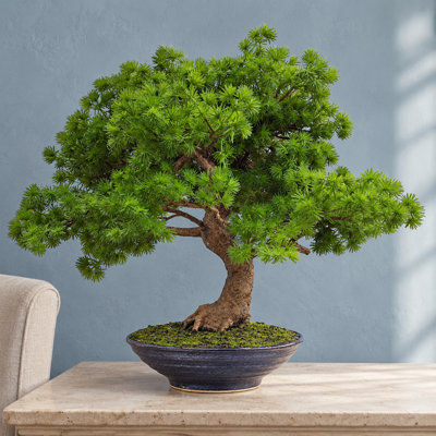 50 cm H Faux Bamboo and Foliage Plant in Ceramic Pot