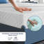 Matelas à plateau-coussin moyen grand Alwyn Home Hulmeville