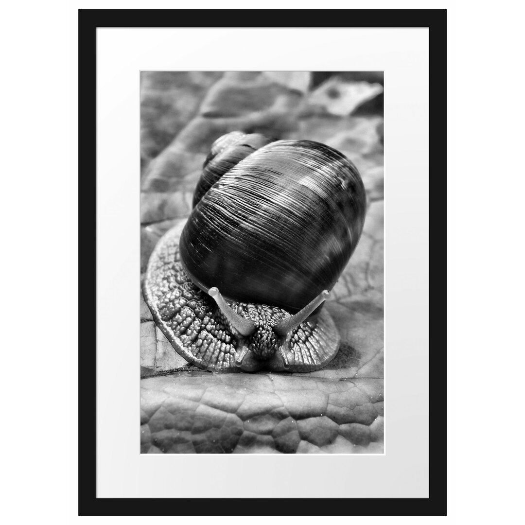 Gerahmtes Poster Weinbergschnecke auf Blatt