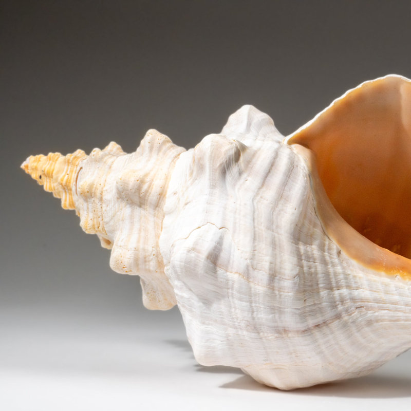 Genuine Horse Conch Shell (2 Lbs)