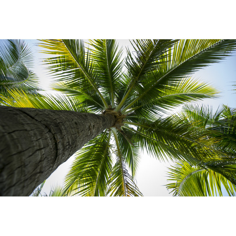 Coconut by Temeekron - Wrapped Canvas Print, 20cm H x 30cm W x 3.8cm D