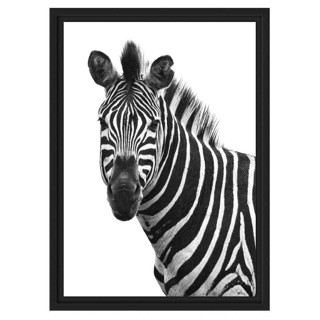 Gerahmter Fotodruck Portrait of a Zebra