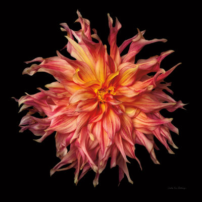 «Dahlia VI» par Debra Van Swearingen
