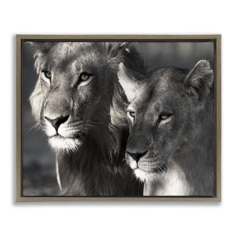 «Strong Lion & Lioness», art mural sur toile par Danita Delimont, Cadre flottant orme Montalcino, H 25 po x l 31 po