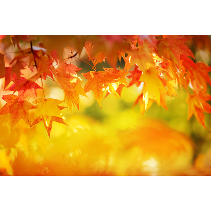 Feuille d'érable d'automne par Bgfoto, H 20 po x l 30 po