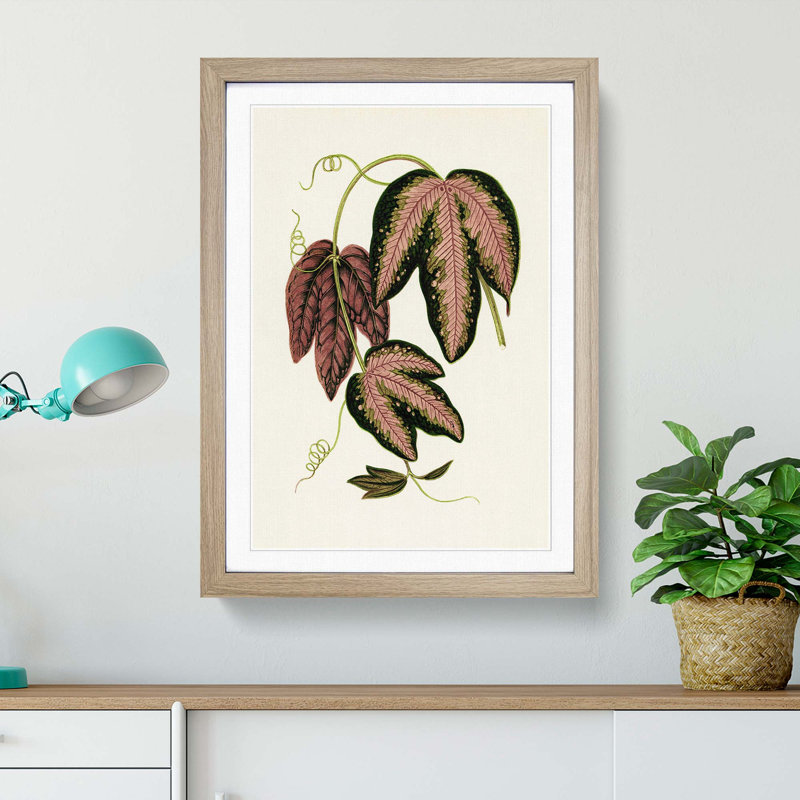 Tri-Coloured Passion Vine by Benjamin Fawcett - Picture Frame Painting Print, 76cm H x 50cm W x 2cm D, Oak