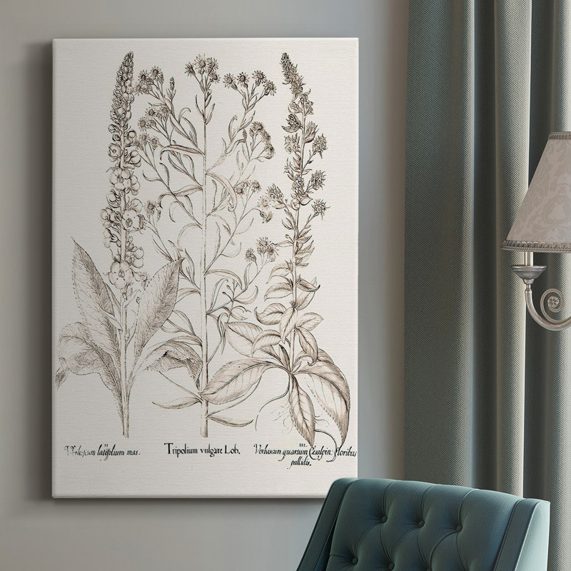 Toile tendue sépia Besler Botanicals, H 12 po x l 8 po x P 1,5 po