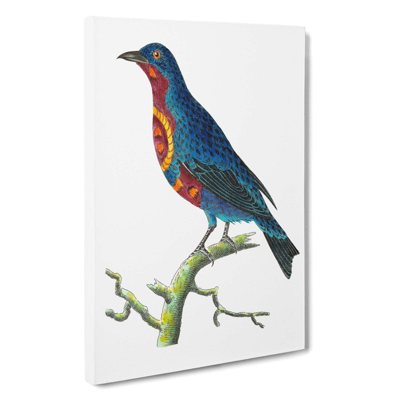 Superb Chatterer Bird by George Shaw - Wrapped Canvas, 60cm H x 40cm W x 3cm D