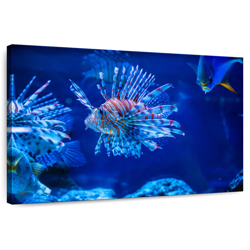 Brampt Aquarium Lionfish