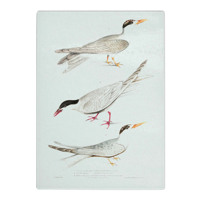 Tempered Glass Tern Bird Illustrations by John Edward Gray Chopping Board, 28.5cm W x 39cm L