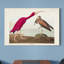 Impression sur toile tendue « pl 397 Scarlet Ibis »-1208253553
