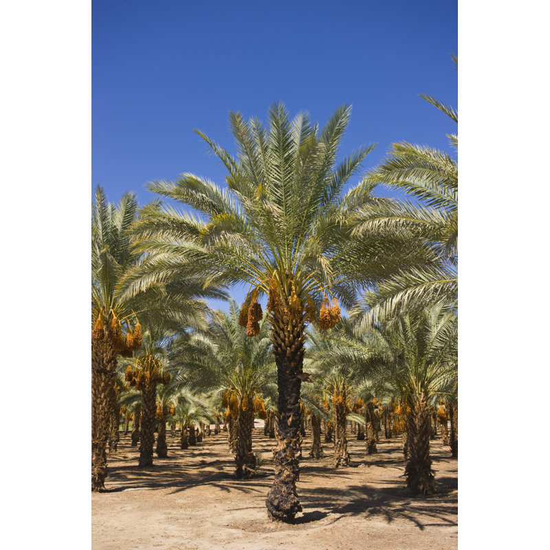 Date palm trees 173678610, 122cm H x 81cm W