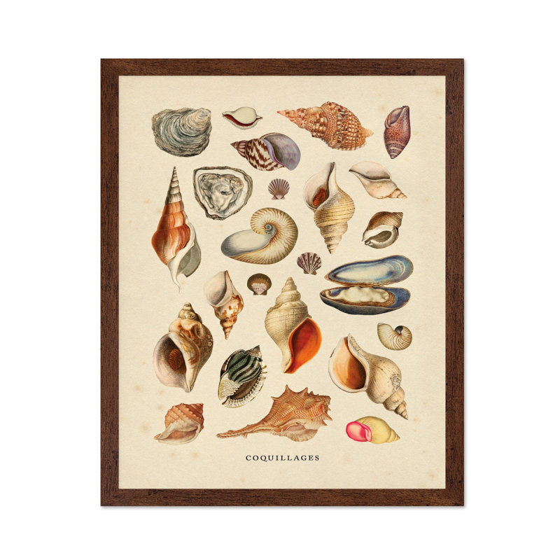 Coquillages, Poster, 12"H x 16"W, Brown Framed